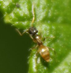 Tapinoma melanocephalum