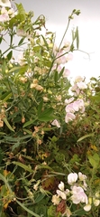Lathyrus latifolius