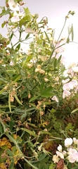 Lathyrus latifolius