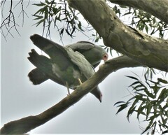 Polyboroides typus typus