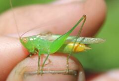 Conocephalus cinereus