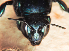 Eufriesea mexicana