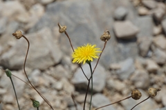 Reichardia picroides