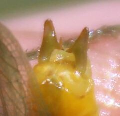 Conocephalus cinereus