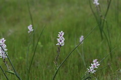 Wurmbea stricta