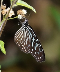 Ideopsis vulgaris