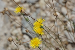 Reichardia picroides