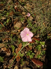 Convolvulus arvensis