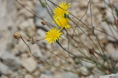 Reichardia picroides