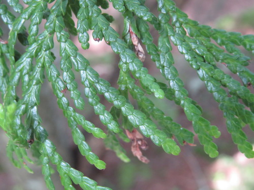 Thuja standishii, photograph 4