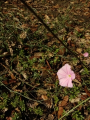 Convolvulus arvensis