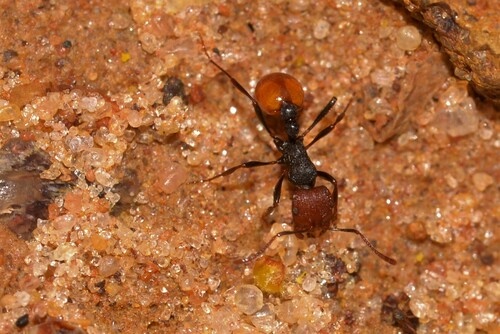 Chelaner flavonigerChelaner flavoniger
