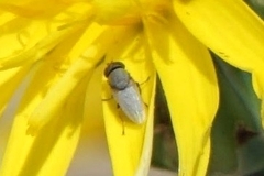 Ephydridae