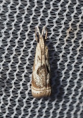 Microcrambus