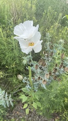 Argemone pleiacantha