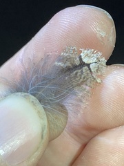 Phalaenoptilus nuttallii