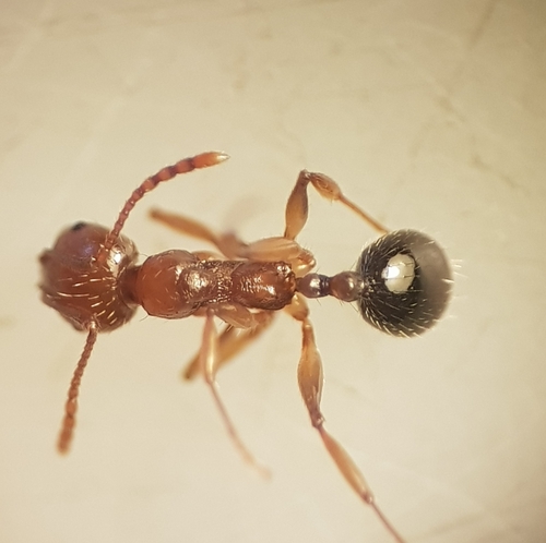 Representative image of Aphaenogaster ichnusa