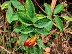 Rosa rubiginosa