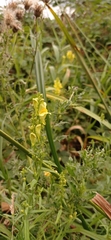 Linaria vulgaris