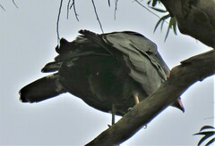 Polyboroides typus typus