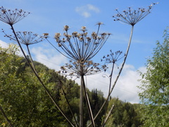 Heracleum dissectum