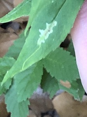 Calycomyza promissa