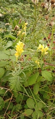 Linaria vulgaris