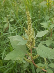 Amaranthus hybridus