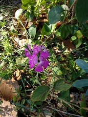 Dianthus seguieri