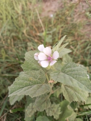 Althaea