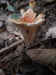 Turbinellus floccosus