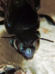 Eufriesea mexicana