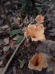 Turbinellus floccosus