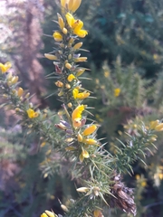 Ulex minor