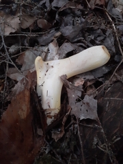 Turbinellus floccosus