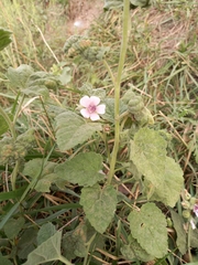 Althaea