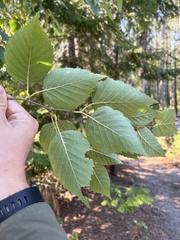Betulaceae