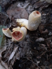 Turbinellus floccosus