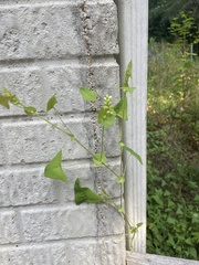 Persicaria perfoliata