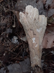 Turbinellus floccosus