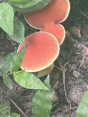 Hortiboletus