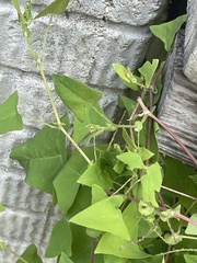 Persicaria perfoliata