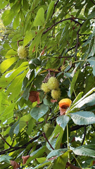 Aesculus hippocastanum