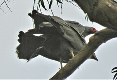 Polyboroides typus typus