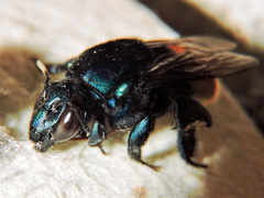 Eufriesea mexicana