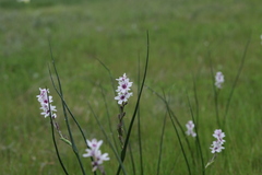 Wurmbea stricta