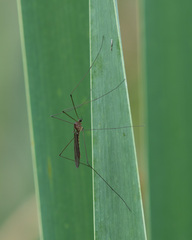 Limoniidae