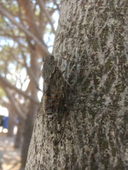 Cicada cretensis