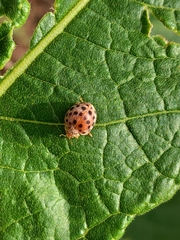 Henosepilachna vigintioctopunctata