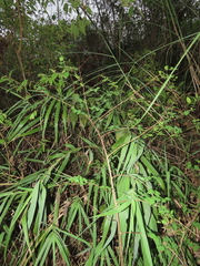 Lagerstroemia subcostata